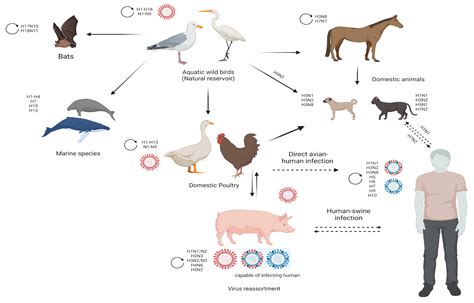 Viruses | Free Full-Text | Avian Influenza Virus Tropism in Humans