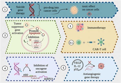 Gene therapy in cancer - Cesur‐Ergün - The Journal of Gene Medicine ...