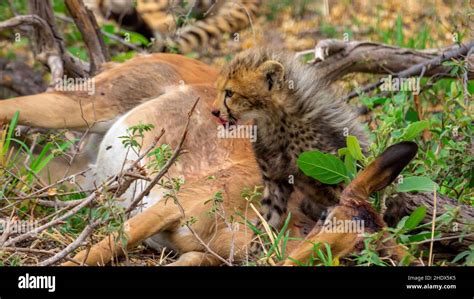 prey, cheetah, cheetahs Stock Photo - Alamy