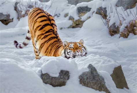 Tiger Snow Wallpaper,HD Animals Wallpapers,4k Wallpapers,Images ...