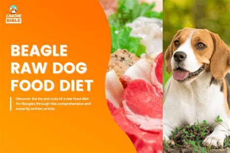 Beagle Raw Dog Food Diet: Recipes & Feeding Guide - Canine Bible