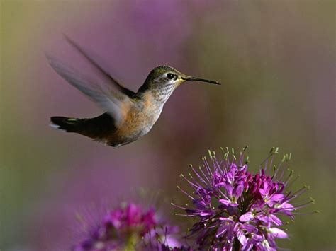 Hummingbirds - Hummingbirds Wallpaper (32369154) - Fanpop