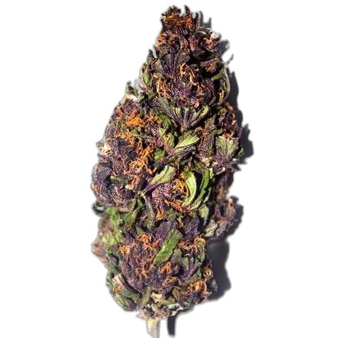 Purple Weed Buds