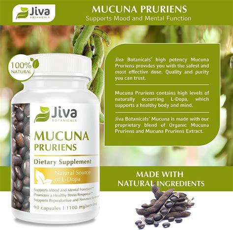 Buy Jiva Botanicals - Mucuna Pruriens Capsules 1100 mg - Precursor to ...