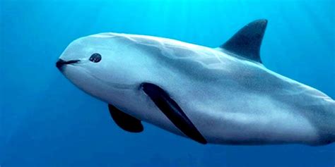 Horrible! - Vaquita on Brink of Extinction, Only 30 Remain in the Wild ...