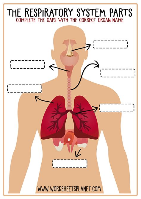 46+ Drawing Printable Respiratory System Diagram Unlabeled PNG - DirectScot