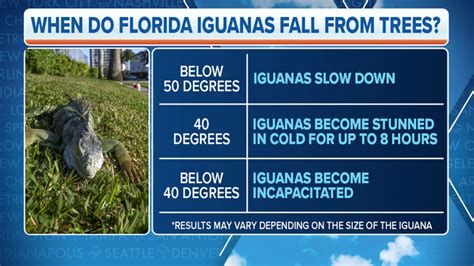 Overnight temperatures cold enough for falling iguanas in Florida | Fox ...