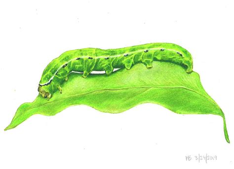 Caterpillar on Leaf Painting by Kdb - Fine Art America