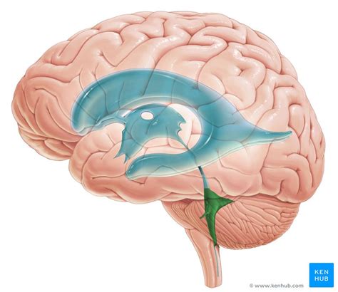 Fourth ventricle: Anatomy, definition and function | Kenhub