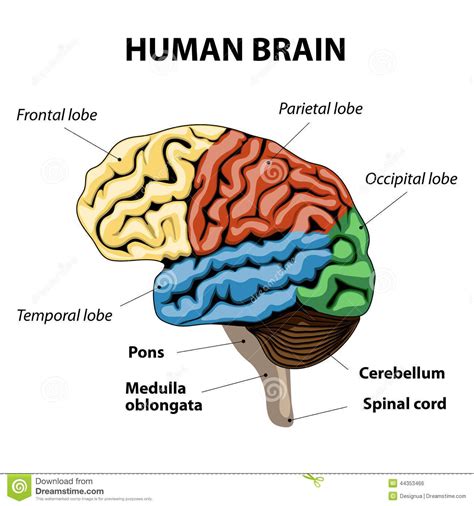 This is a picture of the human brain that shows the part of the frontal ...