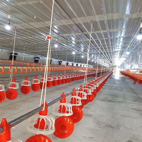 China Poultry Equipment in Chicken House with Modern Design - China ...