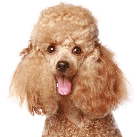 Poodle Colors: 12 Amazing Color Variations From Common To Rare