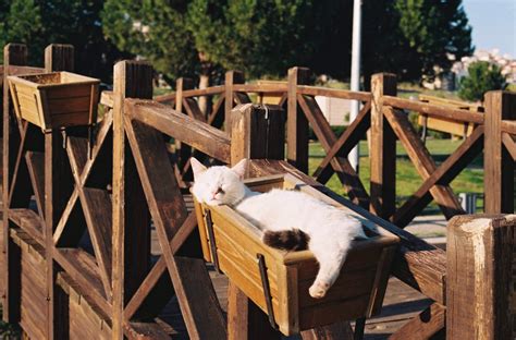 Cat Sleeping on Table · Free Stock Photo