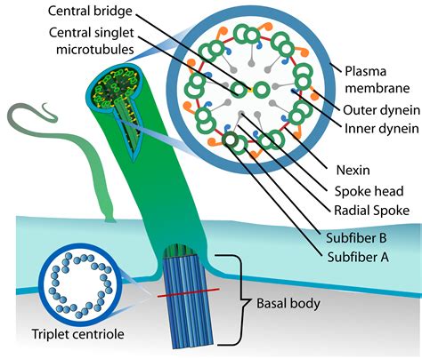 7.7: Flagella and Cilia - Biology LibreTexts