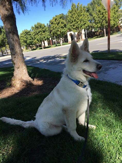 White German Shepherd Dog Names | Popular Male and Female Names | Wag!