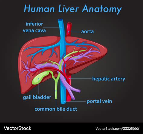 Human liver anatomy diagram Royalty Free Vector Image