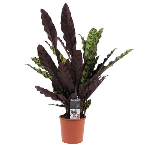 Calathea Lancifolia Insigne - 40 cm