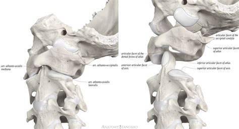 Anatomy Standard - Drawing Atlanto-occipital and atlanto-axial joints ...