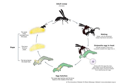 Parasitoid wasp life cycle — Science Learning Hub