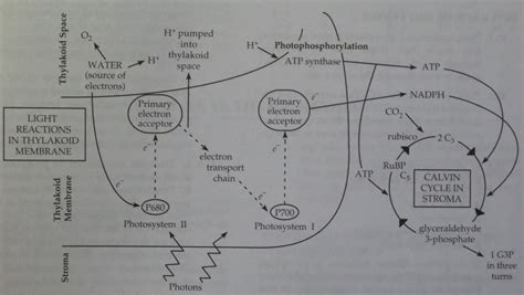 Chapter 10 - Photosynthesis Flashcards by Emma Diaz | Brainscape