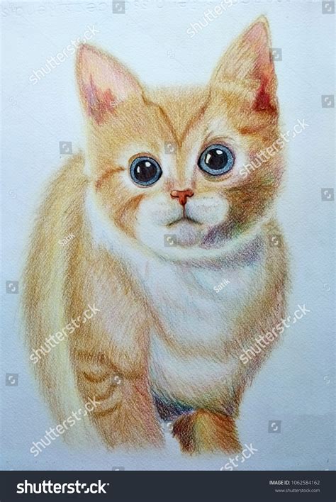 Cat Colored Pencil Drawing