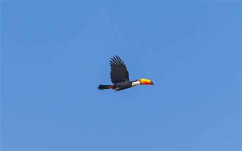 wallpaper bird, toucan, flying HD : Widescreen : High Definition ...