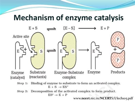 What is catalysis, its type and its application