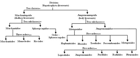 Bryophytes structure and reproduction