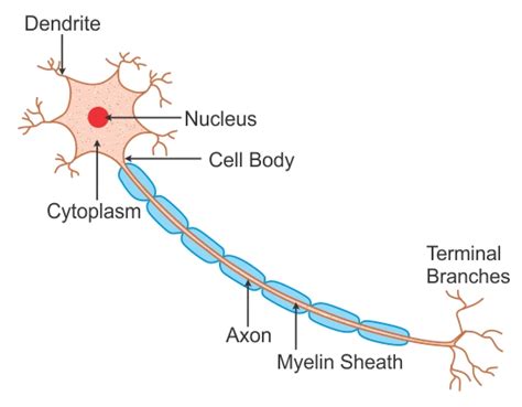 state the function of Nerve Cells?,Draw a neat diagram of a Nerve Cell ...