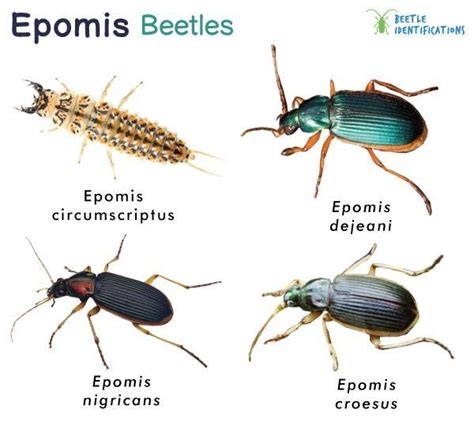 Ground Beetle Life Cycle