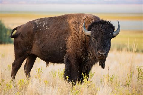 Haaland Secretarial Order to Restore American Bison and Prairie ...