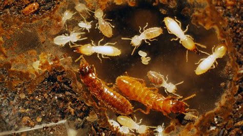 Termite ‘superswarm’ threatens South Florida | Fox News