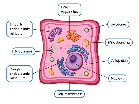 Animal Cell Diagram - students can stick and organise contents inside a ...