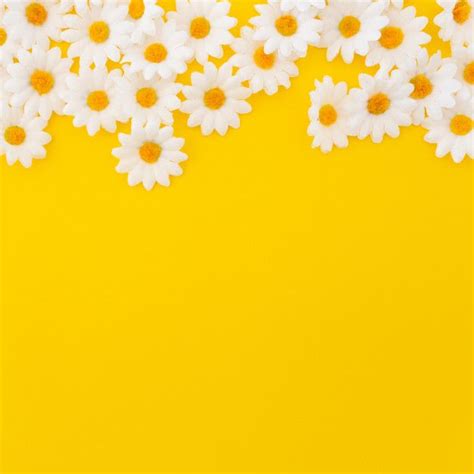 Download Pretty Daisies On Yellow Background With Copyspace At The ...