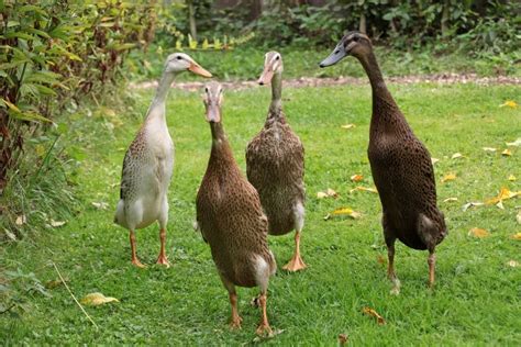 Top 10 Domestic Duck Breeds in the US