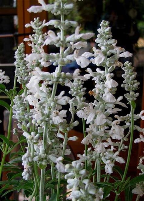 Salvia / Sage Seeds: Victoria White (Salvia farinacea), Easy Care