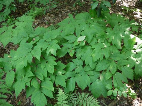 Black cohosh or something else? | Identify that Plant