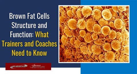 Brown Fat Cells Structure and Function: What Trainers and Coaches Need ...