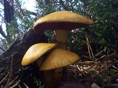 Gymnopilus junonius, Spectacular Rustgill mushroom