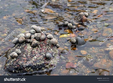 636 Periwinkle Snail Images, Stock Photos & Vectors | Shutterstock