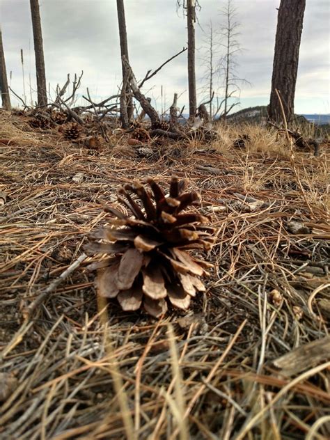 Pin by mariano montoya on Northern New Mexico Nature | Mexico nature ...