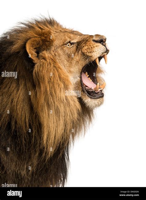 Lion roaring side view hi-res stock photography and images - Alamy