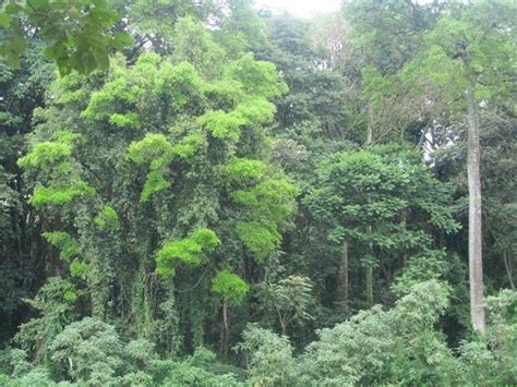 Kakamega Forest - 2020 What to Know Before You Go (with Photos ...