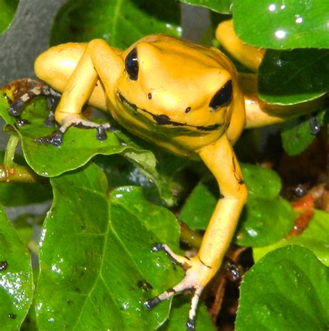 The Jungle Store: Most Deadly - The Golden Poison Frog