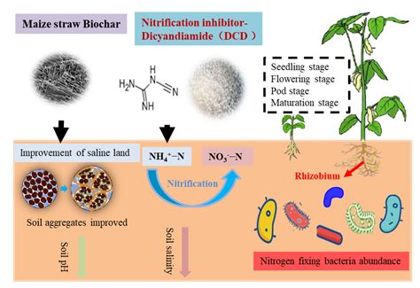 Agronomy | Free Full-Text | Biochar and Nitrification Inhibitor ...