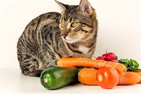 27 Fruits & Vegetables That Cats Can Eat (with Pictures)