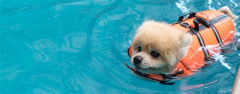 How Long Can Dogs Swim