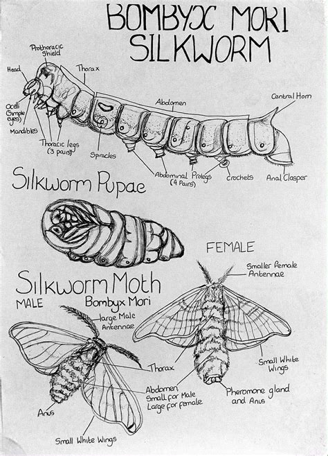 Silkworm/Moth Anatomy Poster by Joanna Rose Tidey | Silkworm moth ...