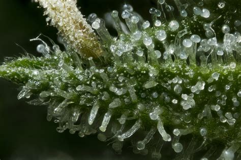 Cannabis trichomes: what are they? | Weedmaps