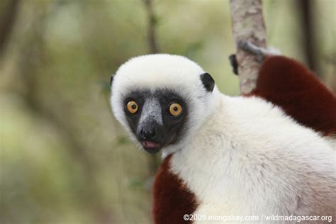 Sifaka - Alchetron, The Free Social Encyclopedia